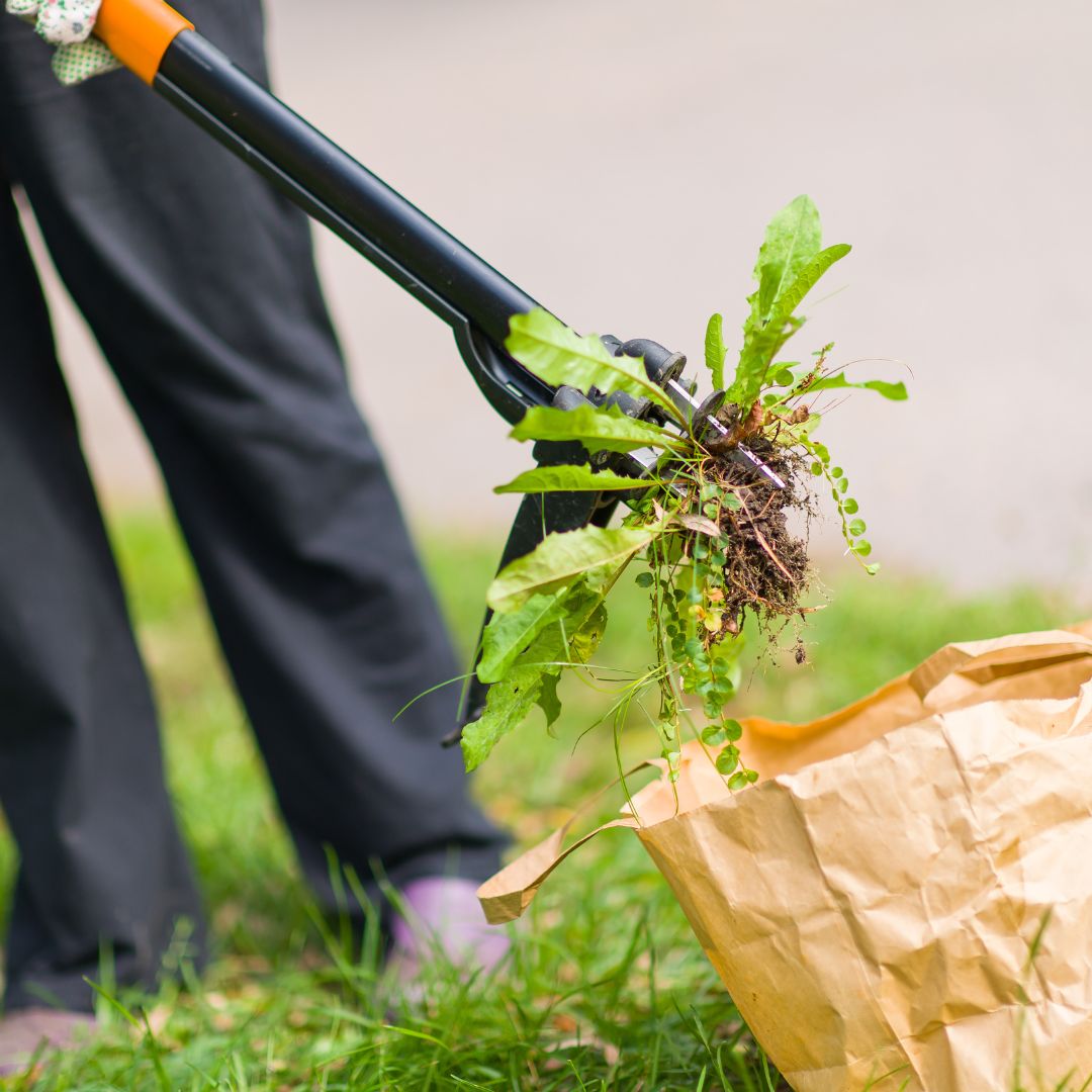 A person pulling out weeds.