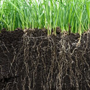 Grass roots in soil.