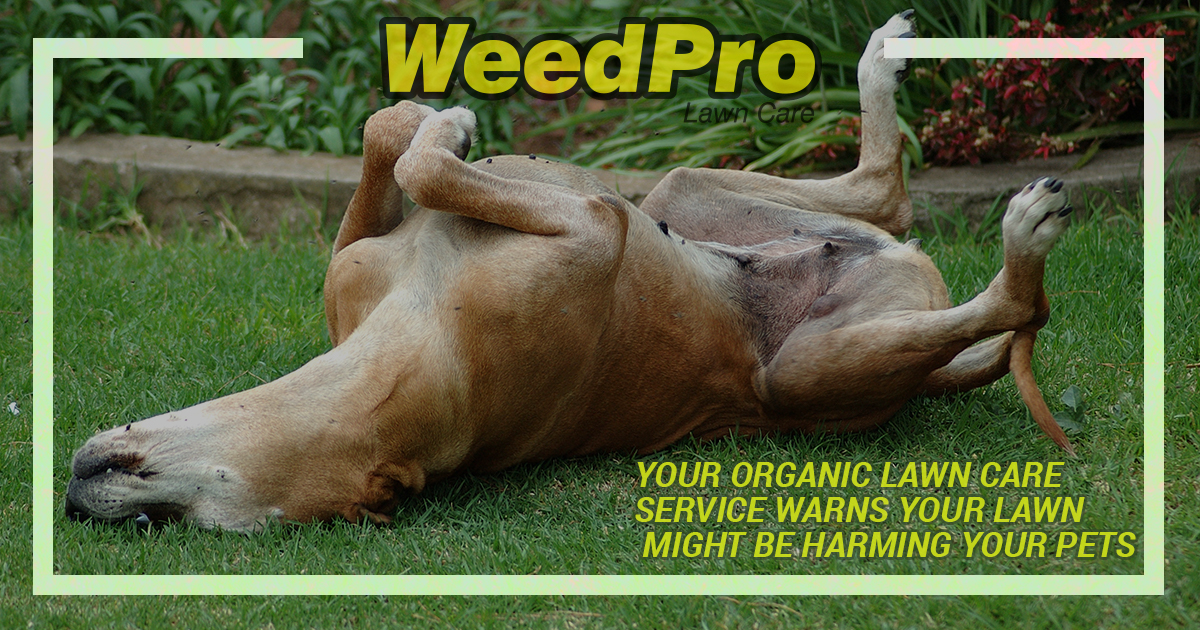 weedproinc-YOUR-LAWN-MIGHT-BE-HARMING-YOUR-PETS-5a871f9b02a57
