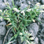 Sometimes called Poa Annua, is evolving and becoming immune to certain chemical pre-emergents. If you’ve used the same lawn care company for one to two years and you still have this weed, a new pre-emergent must be introduced to the lawn for better results. Timing is critical; if the product is applied late, germination will occur. On golf courses, most Annual Bluegrass on greens is of the perennial species, while the annual species develops in fairways and home lawn settings. This weed has a small panicle seed-head and a boat-shaped top with white tips.