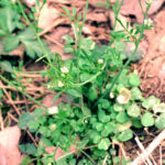 A winter annual, depending on its geographical location, bittercress initially forms a unique basal rosette appearance that is easy to identify among other weeds. The initial true leaves are heart shaped, containing two to four alternating leaflets. The surface leaves are often simple with a club shape or a hairy surface. Two to ten white flowers are born from each stem along with seed capsules that spread throughout the lawn when disturbed by mowing or walking.