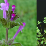 A member of the mint family. Interestingly, when you mow over the plant, you can actually smell mint! Henbit is a winter annual weed with a square stem and when it blooms has beautiful pink or purple flowers. The leaves are rounded on the end with toothededges and the plant can grow anywhere from 4 to 12 inches in height. The weed is often confused with the purple deadnettle weed that has a slightly more pointed scallop.