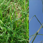 If this weed is left untreated it can become a serious problem and reoccur in your lawn each year. There are several different types of nutsedge grasses with the most common being the yellow and purple varieties. Nutsedge has triangular waxy grass-like leaves and is sometimes mistaken for Bermuda or Zoysia grasses. Both sedge varieties have an underground root system (like a pearl necklace) that contains tubers which allow for most of this weed’s reproduction. Each weed can produce thousands of new plants and underground tubers in a single growing season. The flowers of yellow sedge are light yellow and the seed head from purple sedge is reddish brown. Sedges do very well in areas that have poor drainage. Call Weed Pro® today for a special treatment!