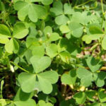 This summer annual is also known as Yellow Woodsorrel. The weed has weak stems that branch at the base and may root at the nodes. Although sometimes mistaken for clover when not in flower, its leaves are arranged alternately along the stem, and divided into three heart-shaped leaflets. Oxalis produces a yellow flower with five petals and mostly occurs in clusters. The seed pods range from ½ -1 inch in length, with five ridges and are pointed. Oxalis spreads by seeds which burst from the pods at maturity and may be scattered several feet.