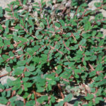 A summer annual that can tolerate compact soil conditions and is often found invading high traffic areas. This weed loves to grow in between side walk cracks, paver stones, driveways and pool areas. The leaves are small and are distinguishable based on their oblong shape and irregular red and purple spots. People sometimes confuse Spotted Spurge with its cousin Prostate Spurge which has a quite similar leaf appearance. The weed contains a milky white sap in the stem and it is very hard to control by hand.