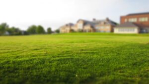 pristine lawn with blurred houses in background