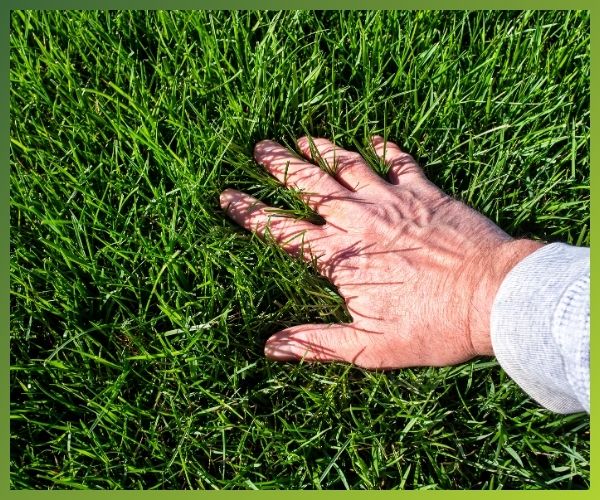 Lawn Care Services in Suwanee - Image 4